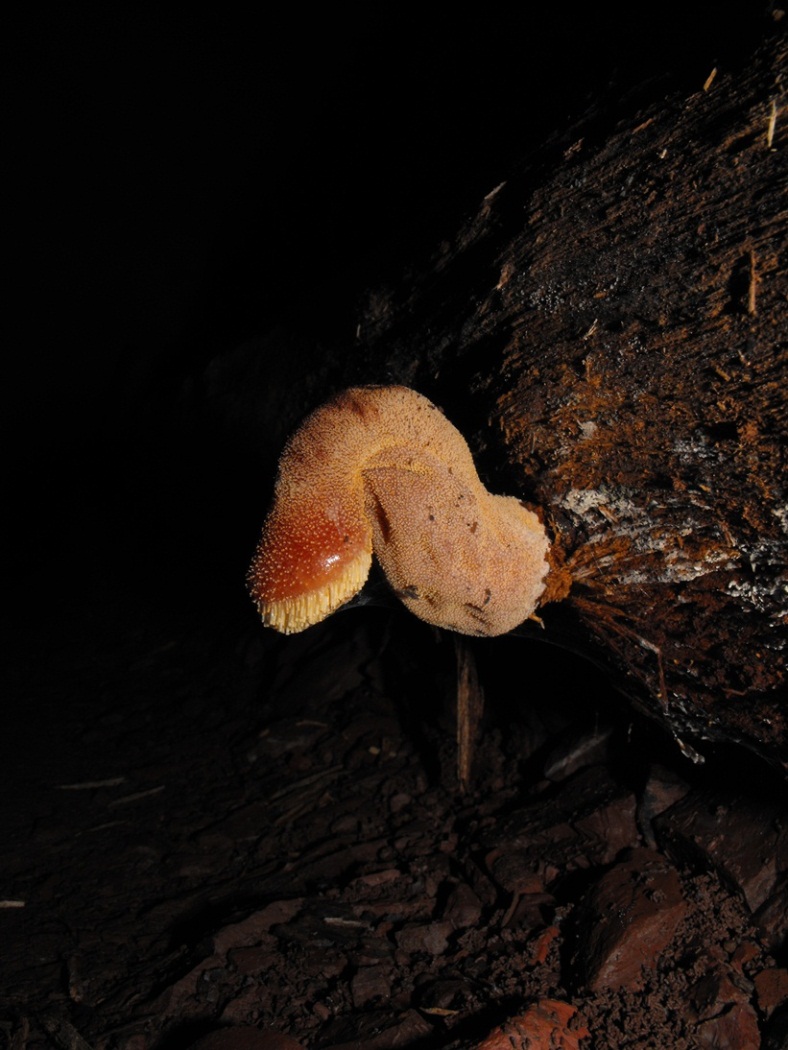 Miniera di Gambatesa 47